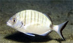karagoz