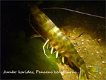 Karides