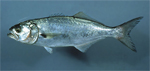 Lüfer