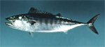 Palamut